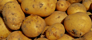 koolhydraatarme aardappels 800x350px